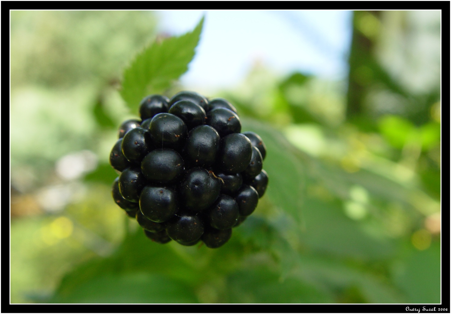 BlackBerry